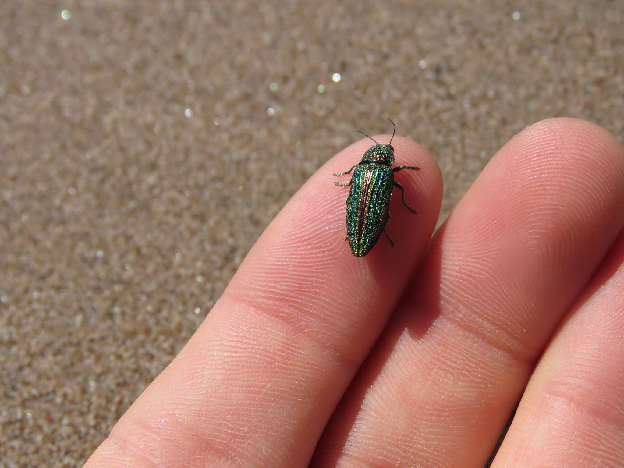 Image of Buprestis striata Fabricius 1775
