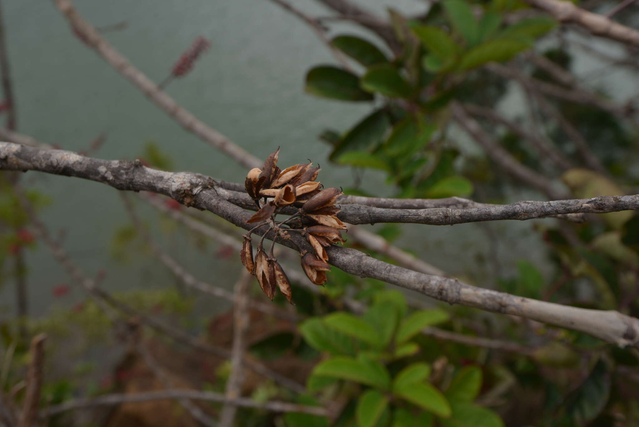 Image of Geissois pruinosa Brongn. & Gris