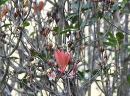 Image of Enkianthus quinqueflorus Lour.