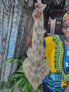 Image of Zanzibar guitarfish