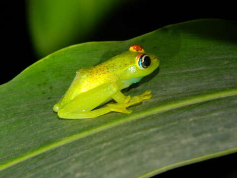 Image of Boophis tasymena Vences & Glaw 2002