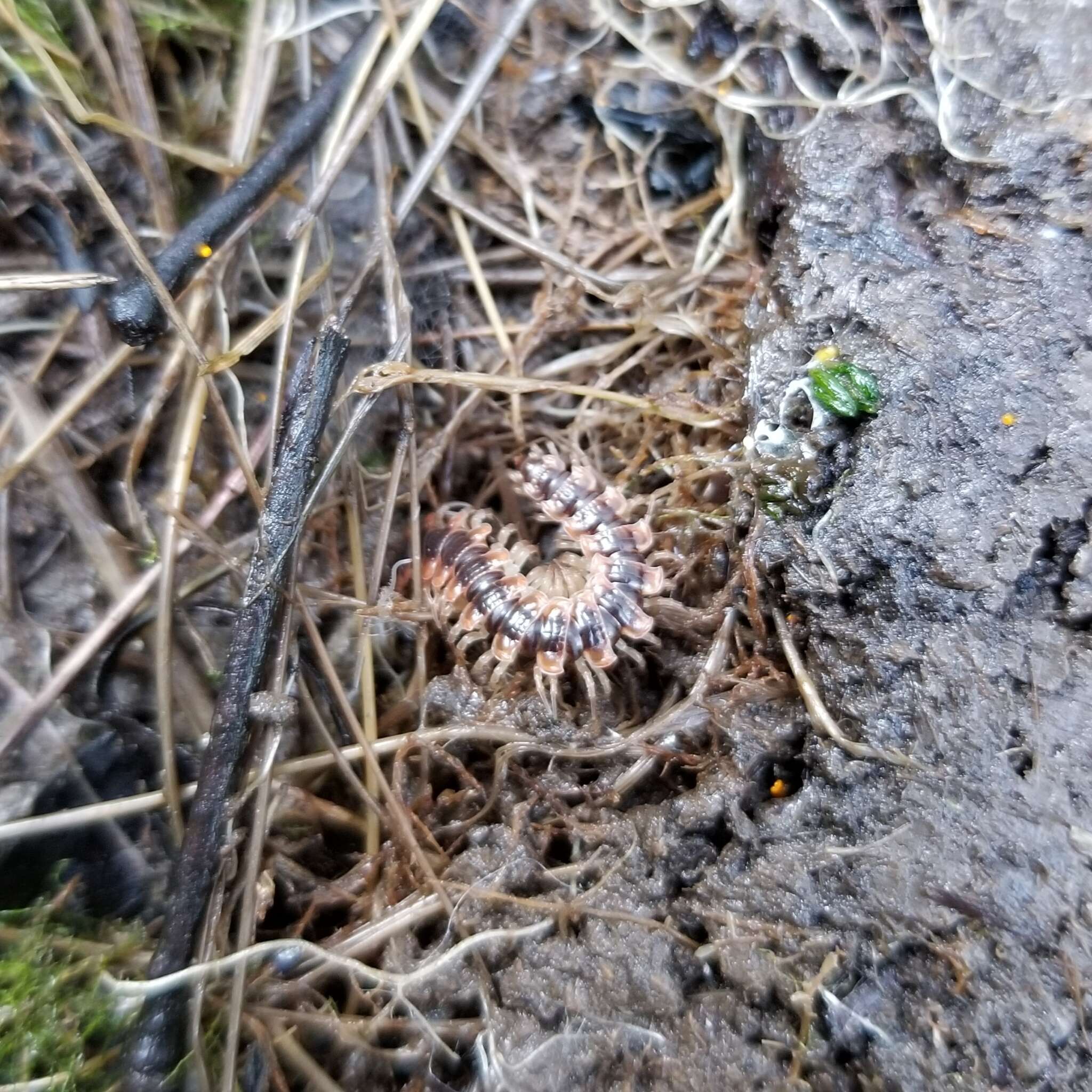 Слика од Pseudopolydesmus canadensis (Newport 1844)