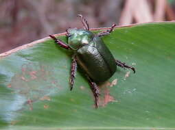 Imagem de Schizognathus compressicornis Ohaus 1898