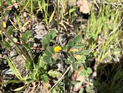 Image de Acmispon wrangelianus (Fisch. & C. A. Mey.) D. D. Sokoloff