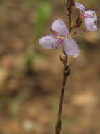 Image of Edible Dewflower