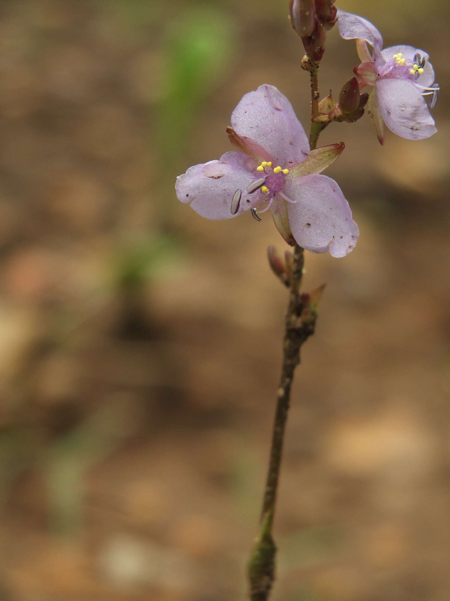 Image of Edible Dewflower