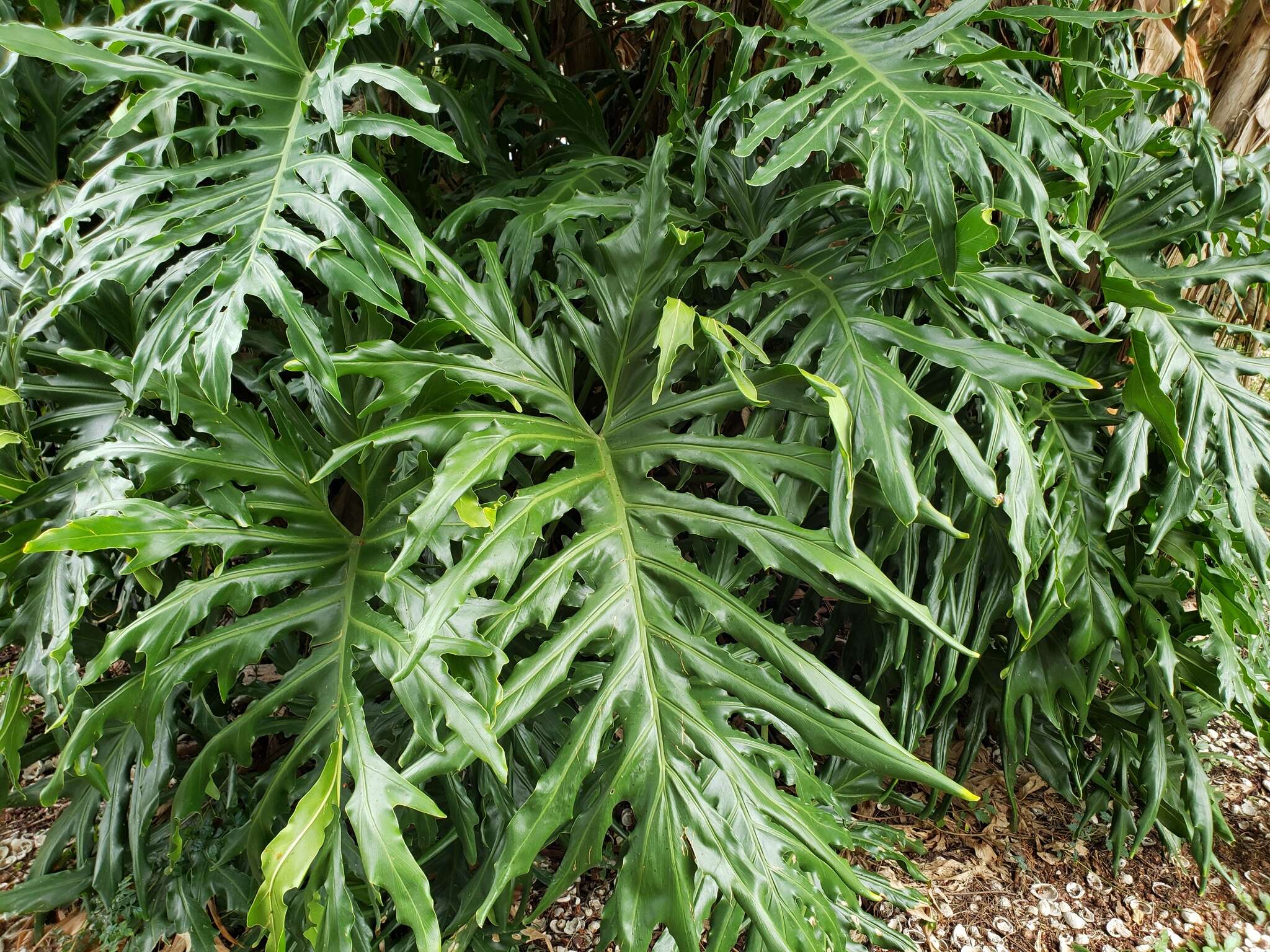 Image of Thaumatophyllum bipinnatifidum (Schott ex Endl.) Sakur., Calazans & Mayo