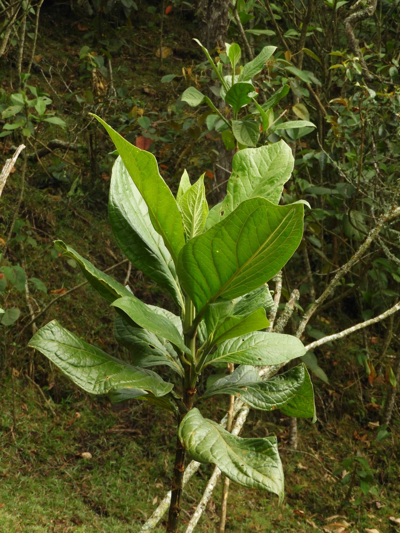 Image of Macrocarpaea macrophylla (Kunth) Gilg