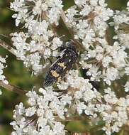 Image of Acmaeoderella flavofasciata (Piller & Mitterpacher 1783)