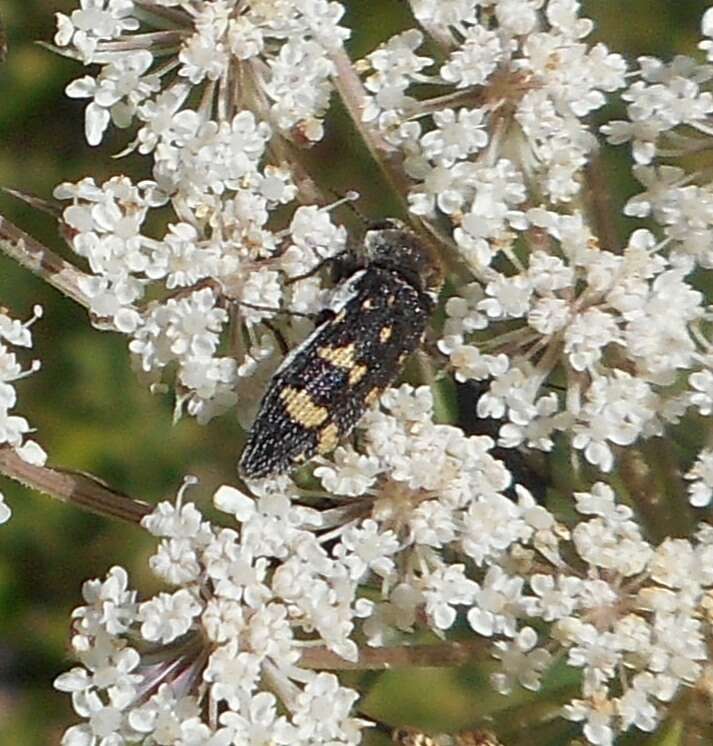 Image of Acmaeoderella flavofasciata (Piller & Mitterpacher 1783)