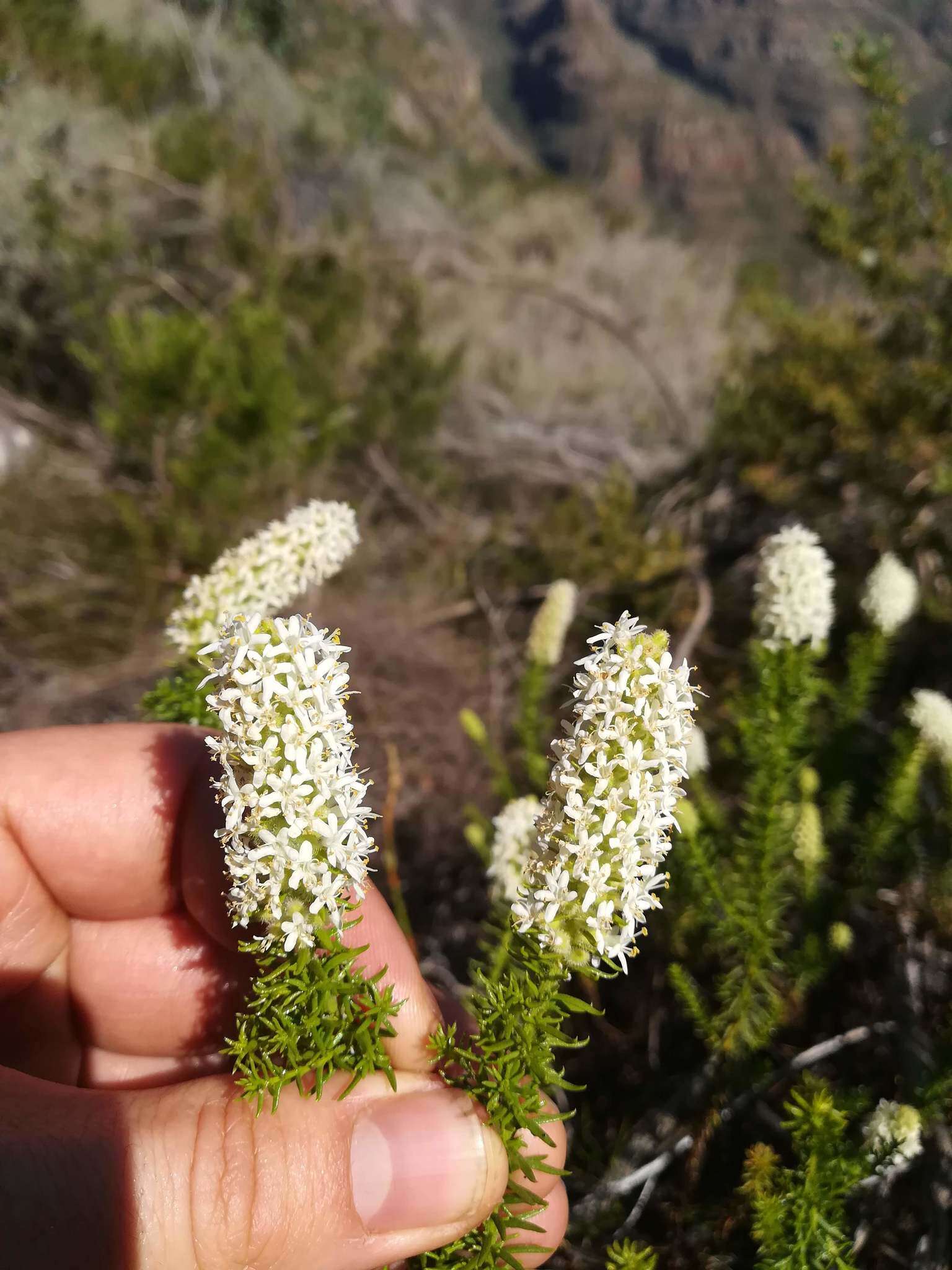 Selago glutinosa E. Mey. resmi