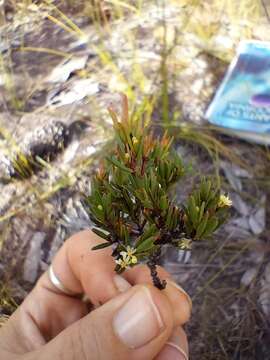 Image of Pseudanthus orientalis F. Muell.