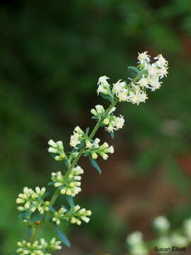 Solidago bicolor L. resmi