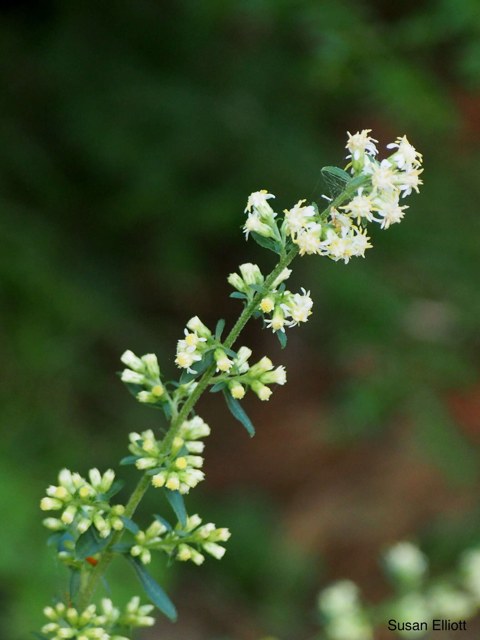 Image of white goldenrod