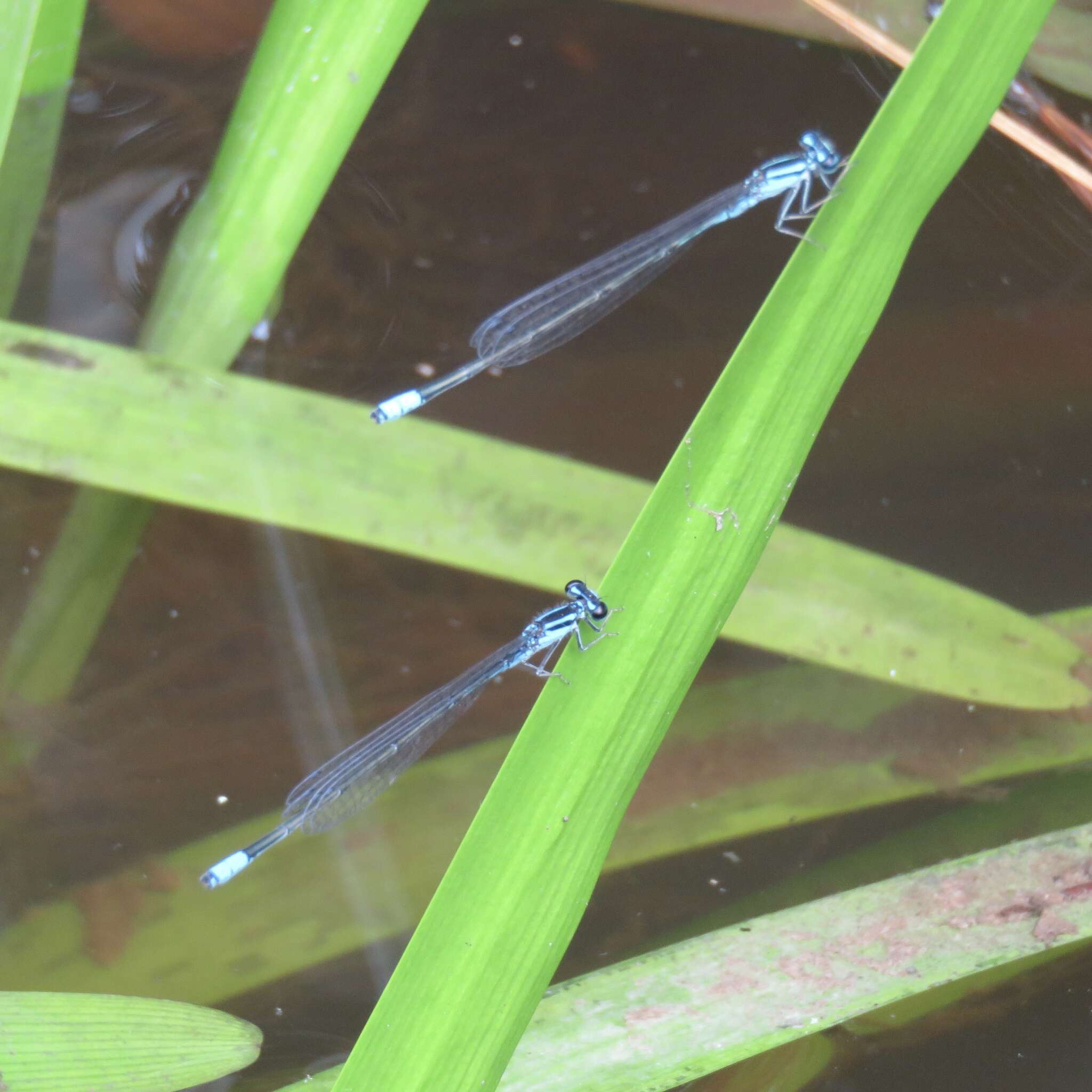 Image of Turquoise Bluet