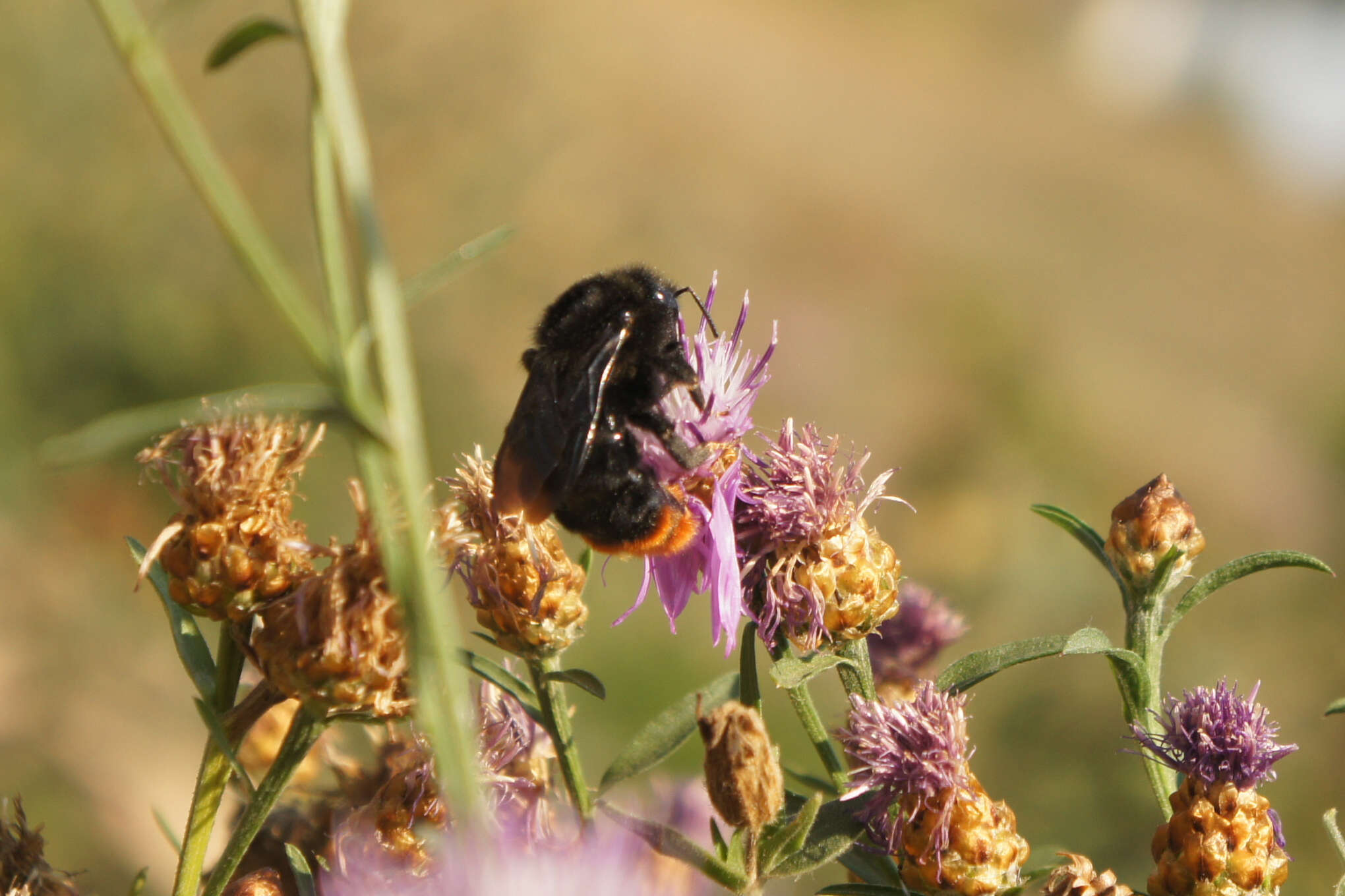 Image of Bombus rupestris (Fabricius 1793)