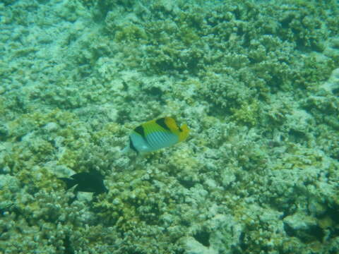 Image of Blackwedged Butterflyfish