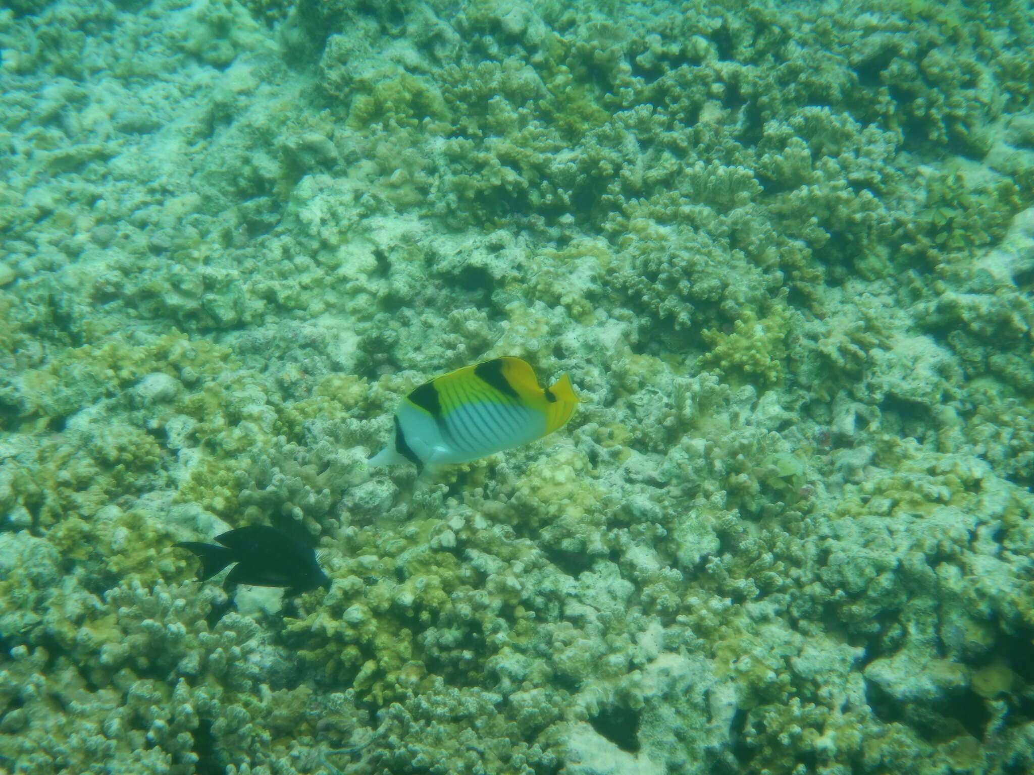 Image of Blackwedged Butterflyfish