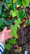 Dioscorea caucasica Lipsky的圖片