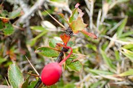 Image de Berberis morrisonensis Hayata