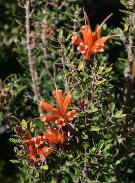 Image of Lambertia inermis R. Br.