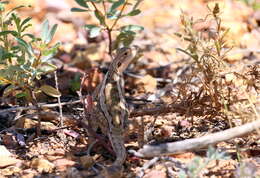 Image of Amphibolurus burnsi (Wells & Wellington 1985)