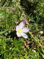 Image of Gentianella cerastioides (Kunth) Fabris