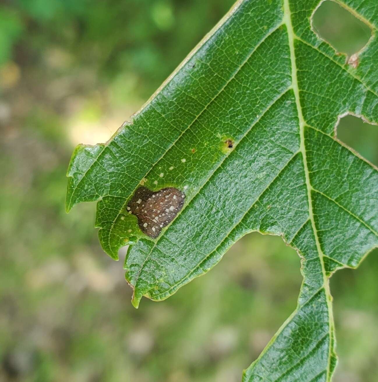 Image of Phyllonorycter argentinotella (Clemens 1859)