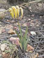 Image of common freesia