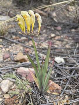 Freesia corymbosa (Burm. fil.) N. E. Br. resmi