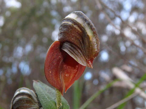 Image of Red-banded greenhood