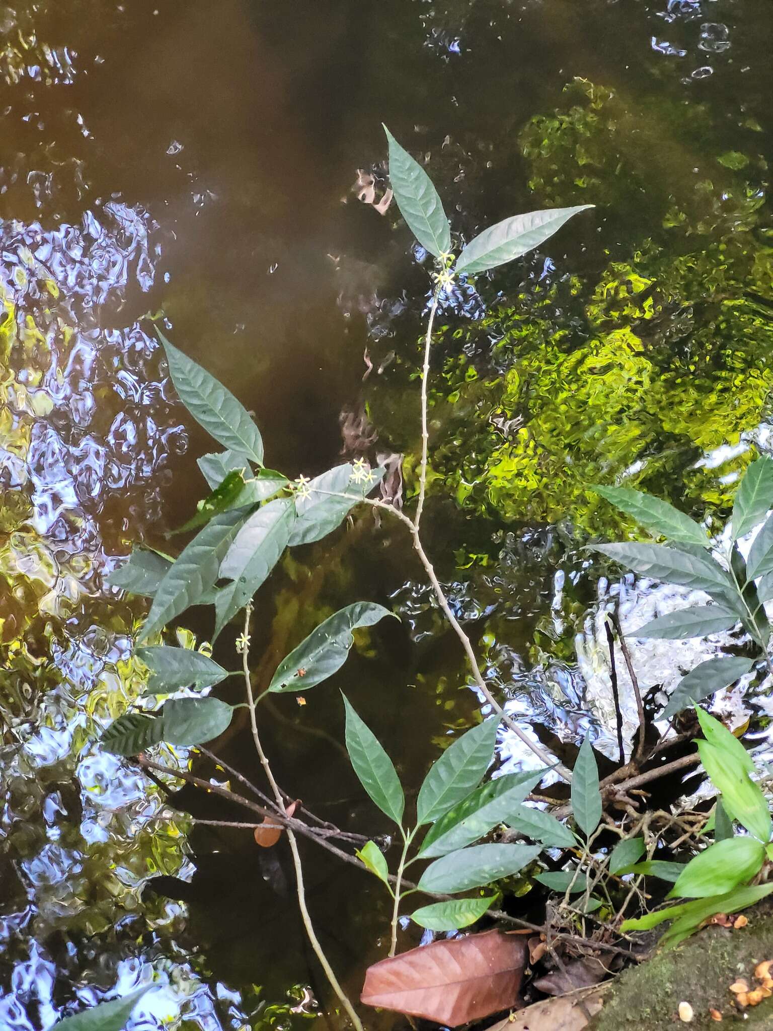 Image of Matelea graciliflora Krings & Morillo