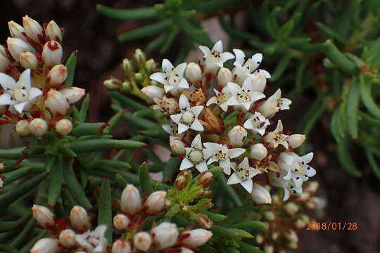 Image of Crassula sarcocaulis subsp. rupicola Tölken