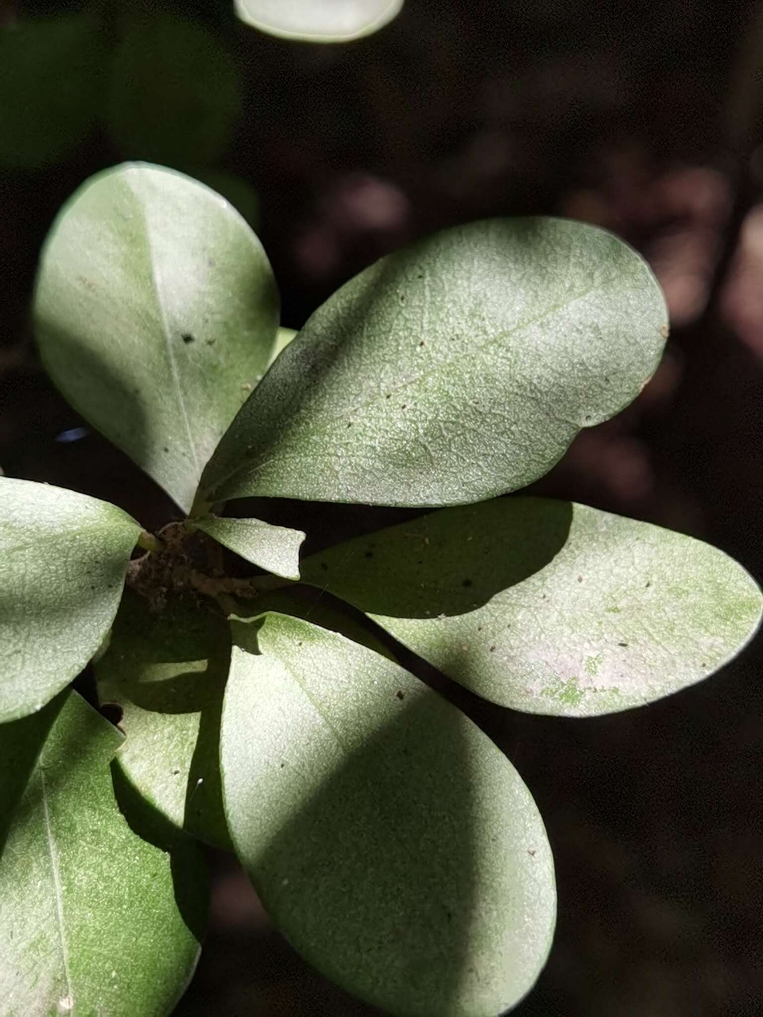 Image of Erythroxylum havanense Jacq.