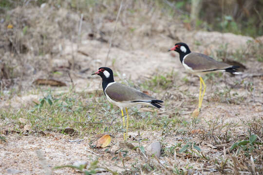 Image of Red-wattled Lapwing