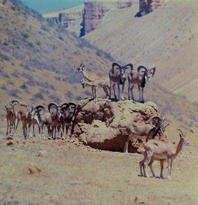 Image of Ladakh Urial