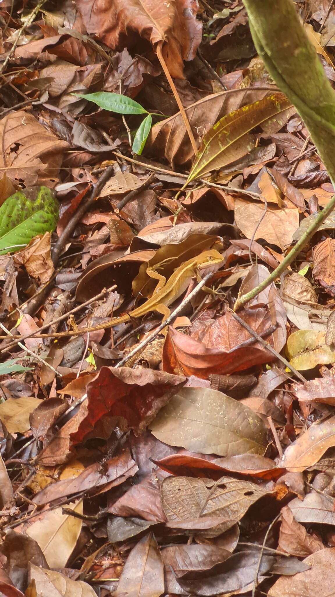 Image of Two-lined Fathead Anole