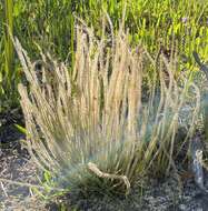 Image de Drosera filiformis var. filiformis