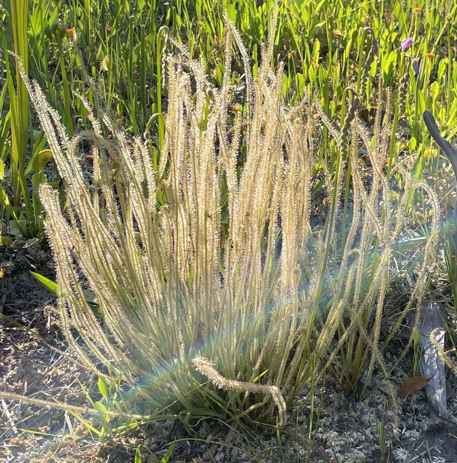 Image de Drosera filiformis var. filiformis