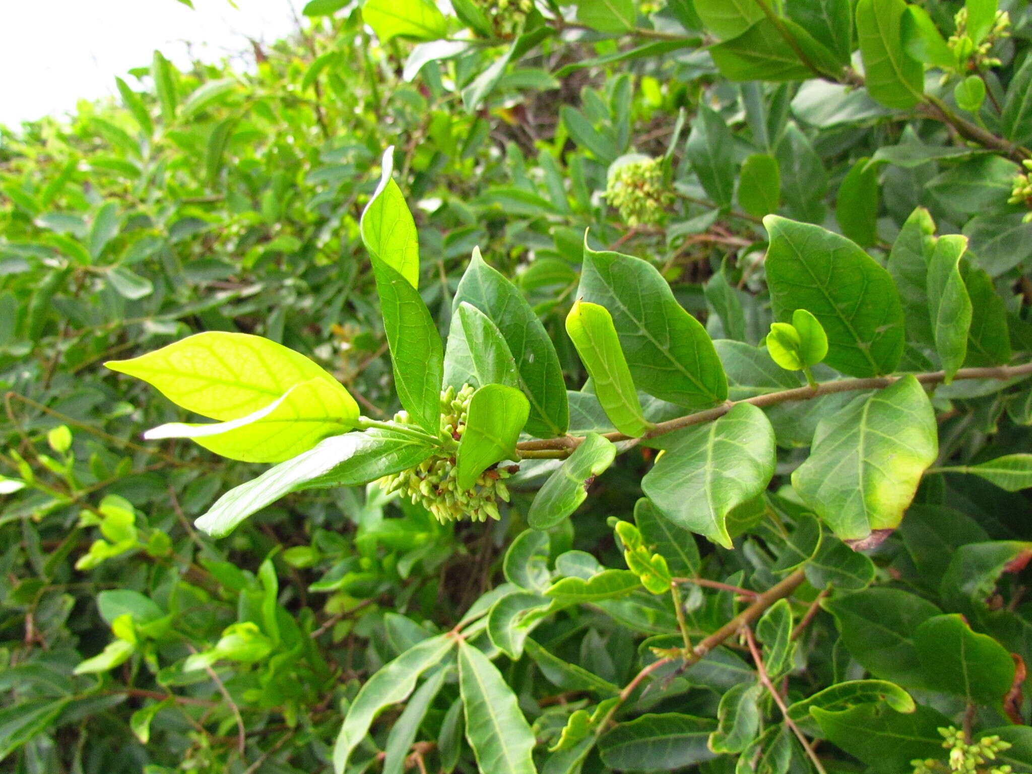 Image of Forsteronia leptocarpa (Hook. & Arn.) A. DC.