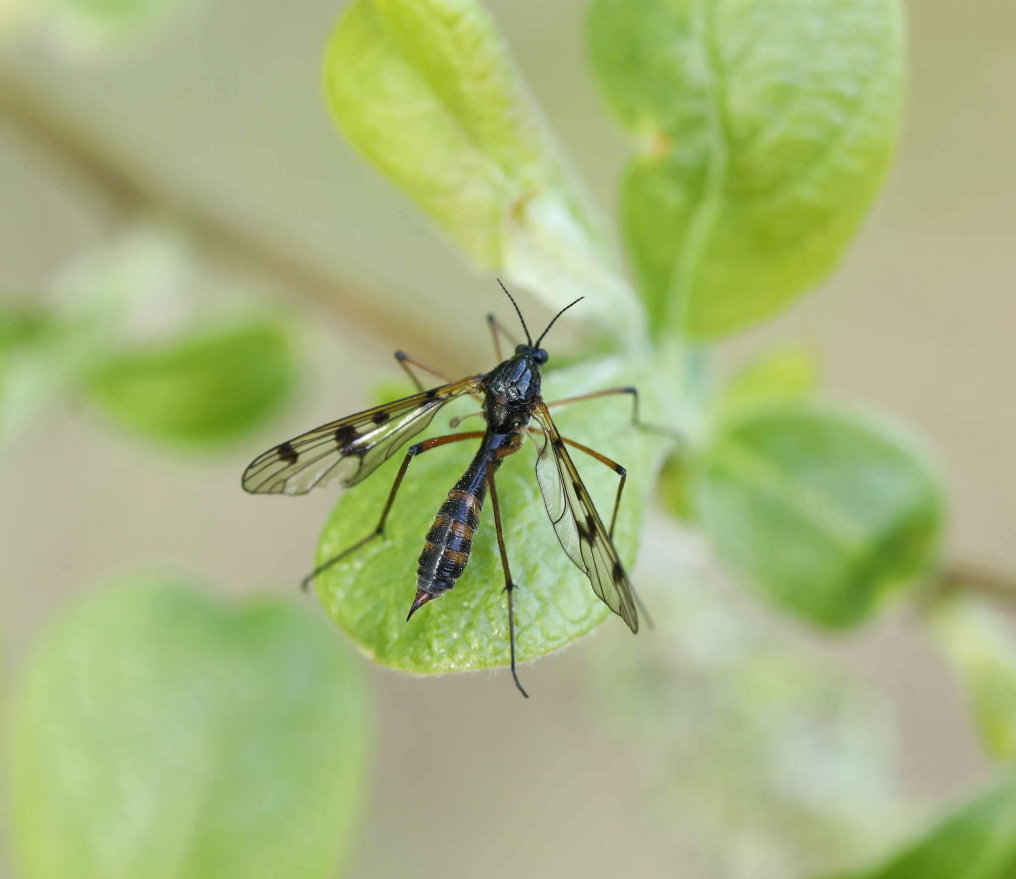 Image of Ptychoptera contaminata (Linnaeus 1758)