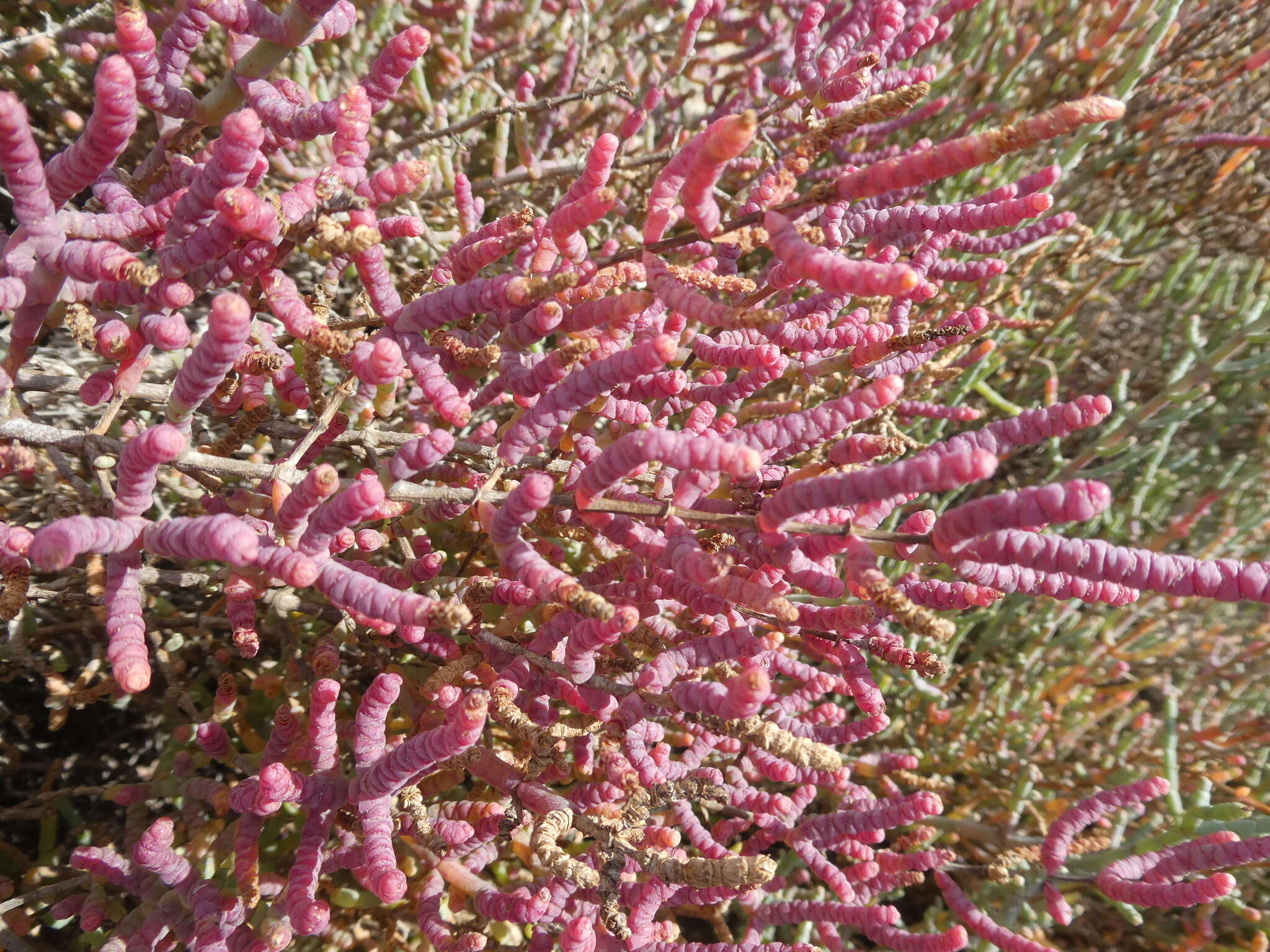 Слика од Salicornia pillansii (Moss) Piirainen & G. Kadereit