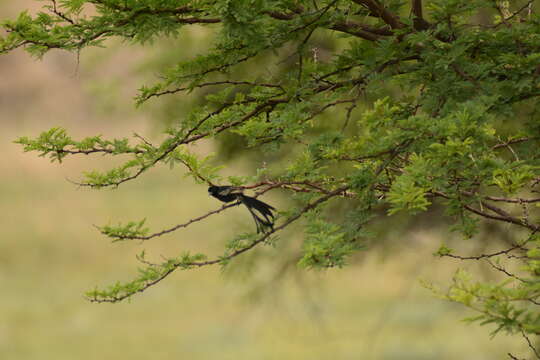 Image of Red-collared Whydah