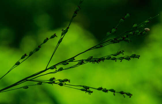 Image of Broad-Leaf Rosette Grass