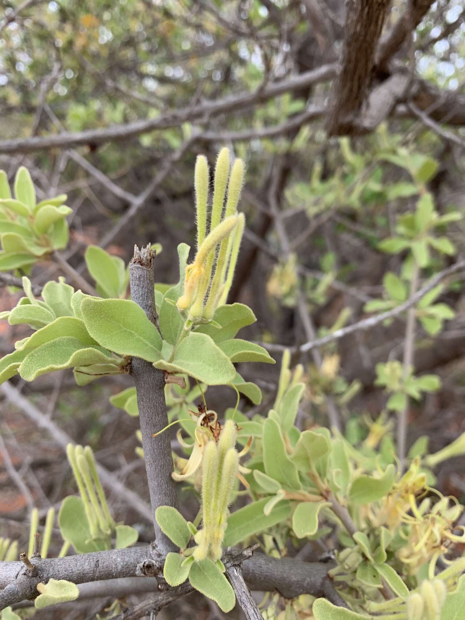 Imagem de Erianthemum ngamicum (Sprague) Danser