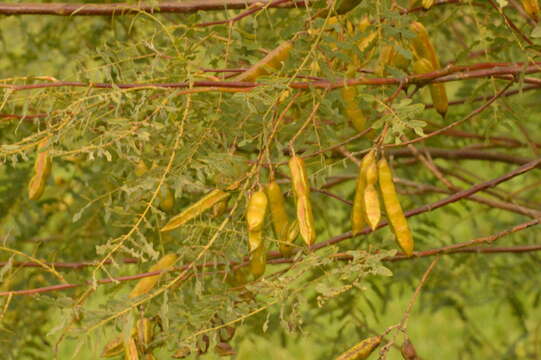 Image of wand riverhemp