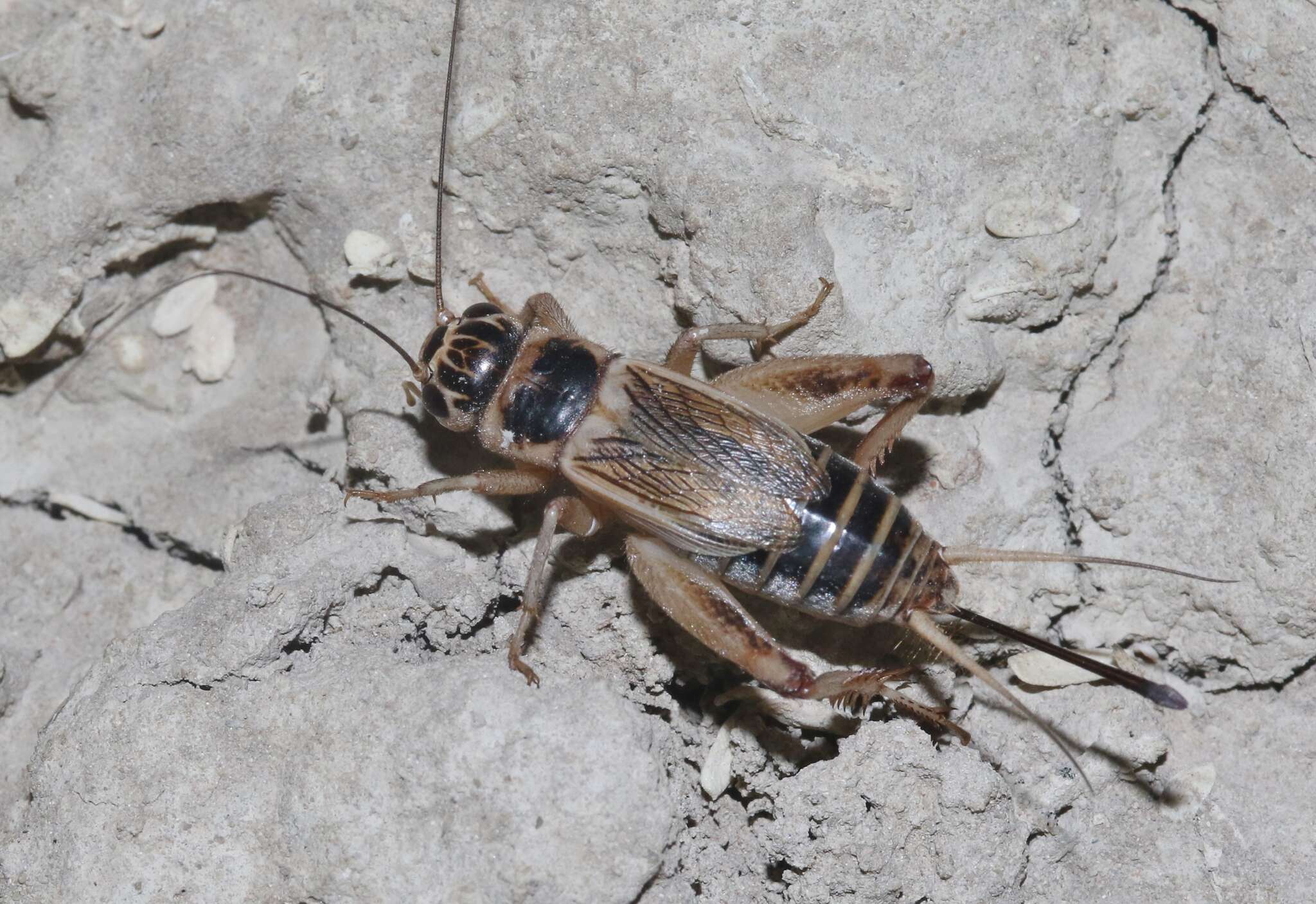 Image of Badlands Cricket