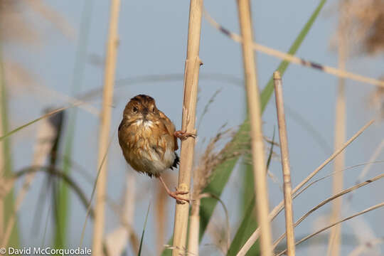 Cisticola exilis (Vigors & Horsfield 1827) resmi