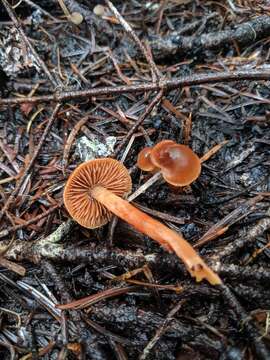 Слика од Cortinarius bulliardii (Pers.) Fr. 1838