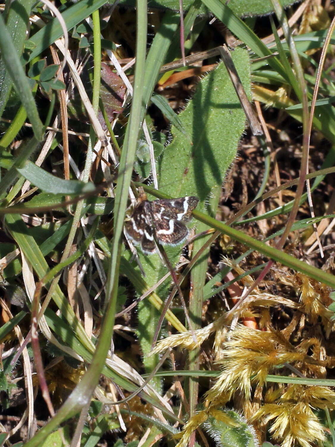Image of Pyrausta nigrata Scopoli